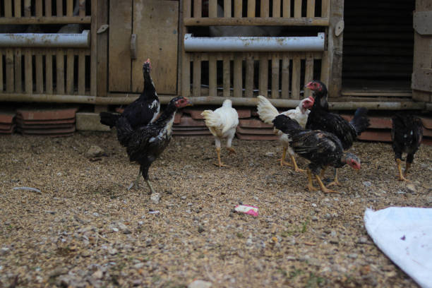 ayam-kampung