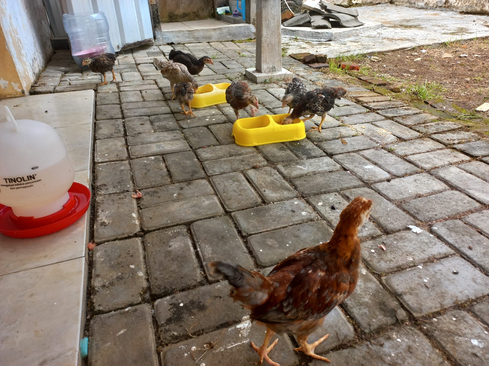 ayam-kampung-kub-2-janaka 2